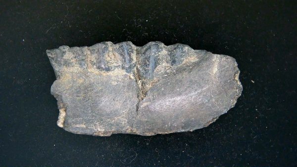 France Eocene Plagiolophus minor Mammal Tooth 12a | Fossils for Sale