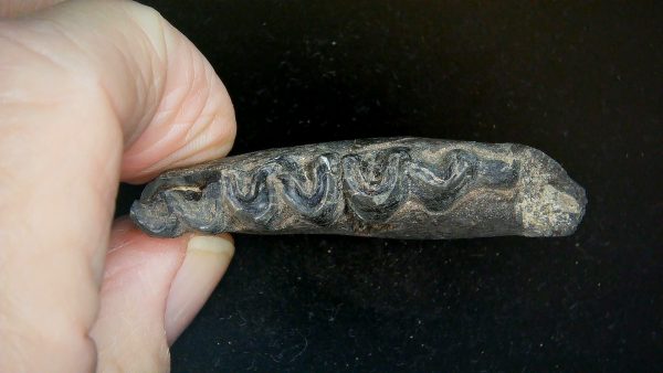 France Eocene Plagiolophus minor Mammal Tooth 12b | Fossils for Sale