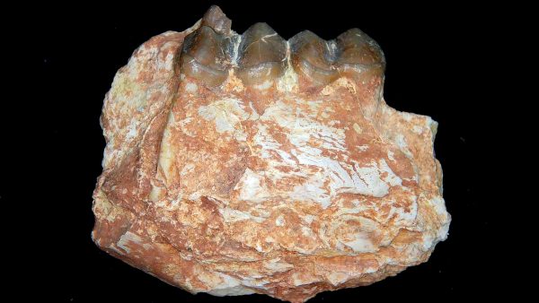 France Eocene Plagiolophus minor Mammal Tooth 13 | Fossils for Sale
