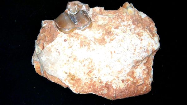 France Eocene Plagiolophus minor Mammal Tooth 13a | Fossils for Sale