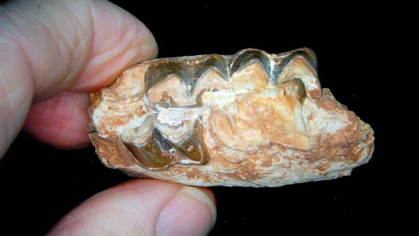 France Eocene Plagiolophus minor Mammal Tooth 13b | Fossils for Sale