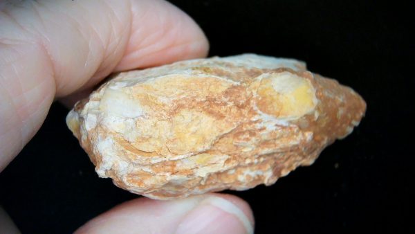 France Eocene Plagiolophus minor Mammal Tooth 13c | Fossils for Sale