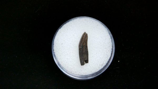 France Eocene Plagiolophus minor Mammal Tooth 1a | Fossils for Sale