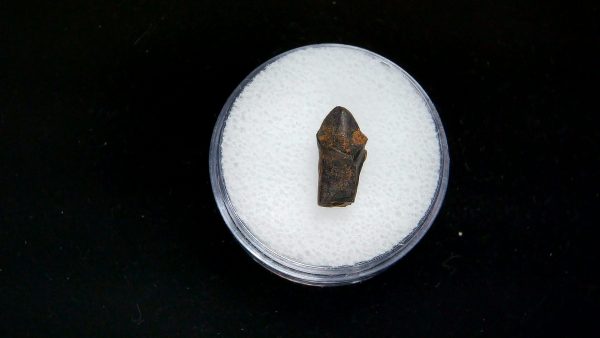 France Eocene Plagiolophus minor Mammal Tooth 2 | Fossils for Sale