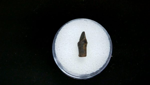 France Eocene Plagiolophus minor Mammal Tooth 2a | Fossils for Sale