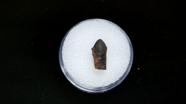 France Eocene Plagiolophus minor Mammal Tooth 2b | Fossils for Sale