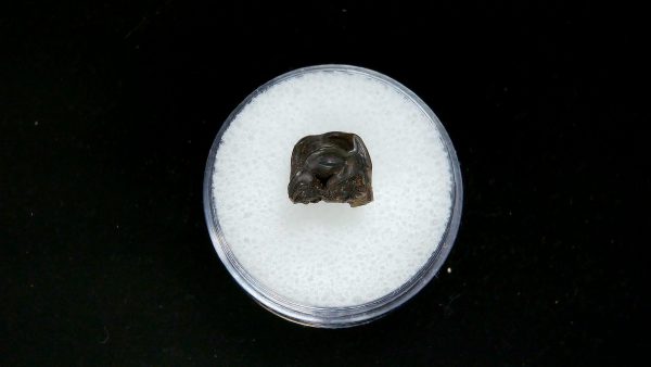 France Eocene Plagiolophus minor Mammal Tooth 3 | Fossils for Sale