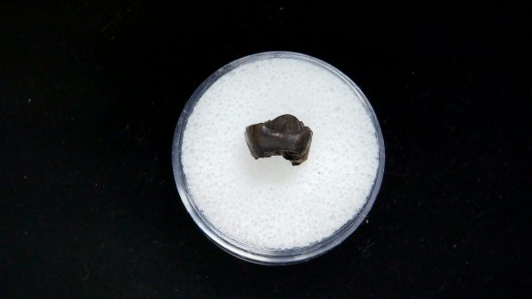 France Eocene Plagiolophus minor Mammal Tooth 3a | Fossils for Sale