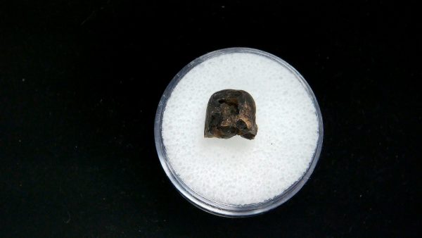 France Eocene Plagiolophus minor Mammal Tooth 3b | Fossils for Sale