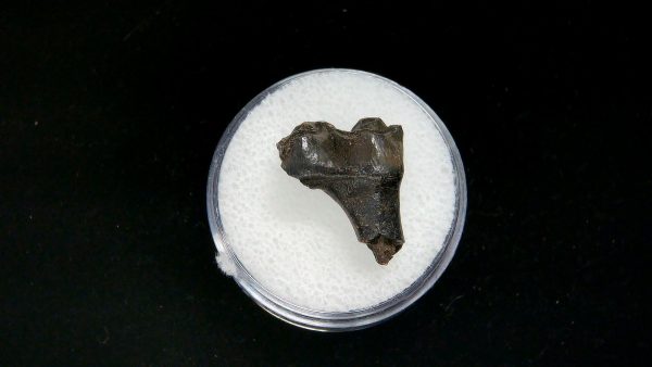 France Eocene Plagiolophus minor Mammal Tooth 4 | Fossils for Sale