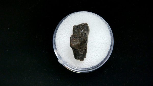 France Eocene Plagiolophus minor Mammal Tooth 4a | Fossils for Sale