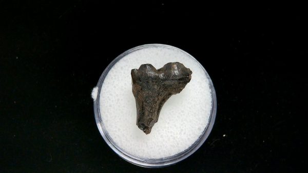 France Eocene Plagiolophus minor Mammal Tooth 4b | Fossils for Sale