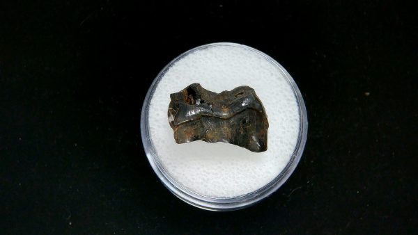 France Eocene Plagiolophus minor Mammal Tooth 5 | Fossils for Sale