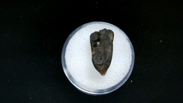 France Eocene Plagiolophus minor Mammal Tooth 5a | Fossils for Sale