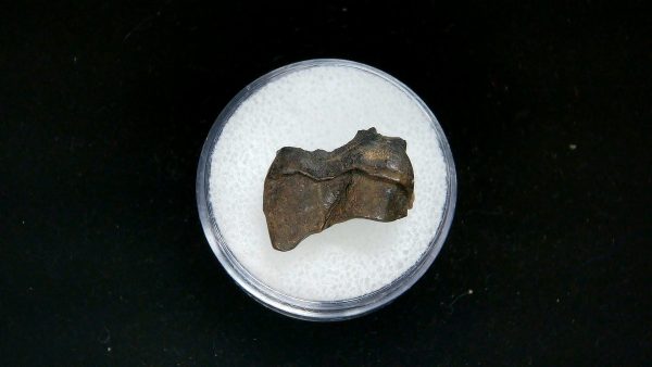 France Eocene Plagiolophus minor Mammal Tooth 5b | Fossils for Sale