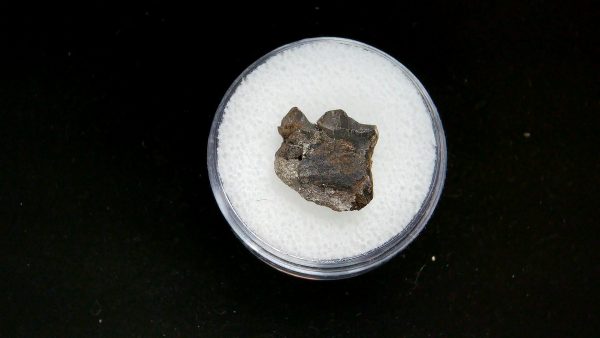 France Eocene Plagiolophus minor Mammal Tooth 6 | Fossils for Sale