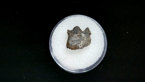France Eocene Plagiolophus minor Mammal Tooth 6a | Fossils for Sale