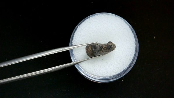 France Eocene Plagiolophus minor Mammal Tooth 6b | Fossils for Sale