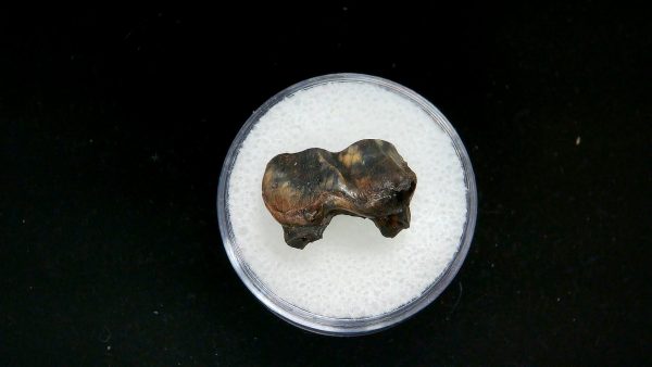 France Eocene Plagiolophus minor Mammal Tooth 7 | Fossils for Sale