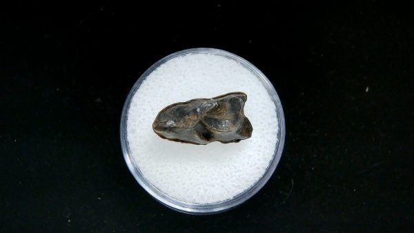 France Eocene Plagiolophus minor Mammal Tooth 7a | Fossils for Sale