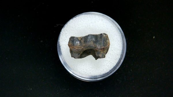 France Eocene Plagiolophus minor Mammal Tooth 7b | Fossils for Sale