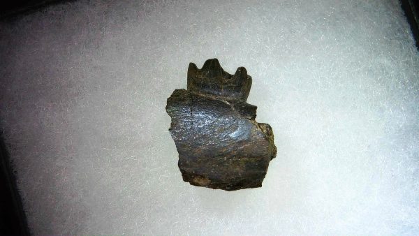 France Eocene Plagiolophus minor Mammal Tooth 8 | Fossils for Sale