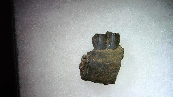 France Eocene Plagiolophus minor Mammal Tooth 8a | Fossils for Sale