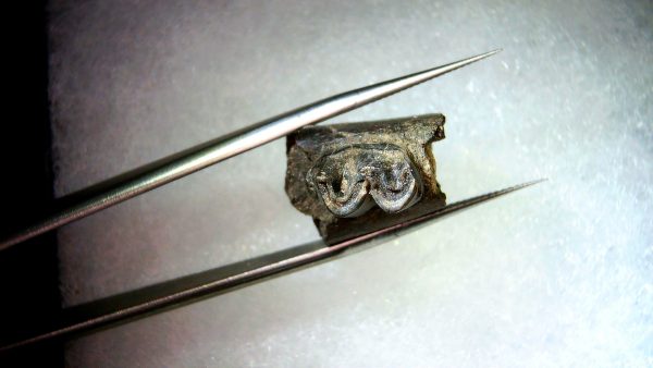 France Eocene Plagiolophus minor Mammal Tooth 8b | Fossils for Sale