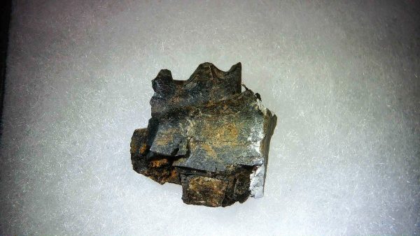 France Eocene Plagiolophus minor Mammal Tooth 9 | Fossils for Sale