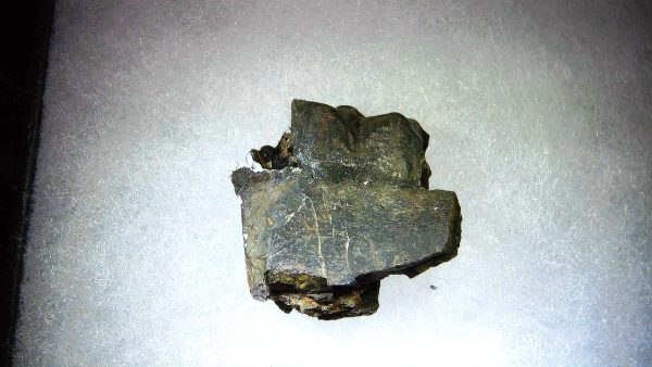 France Eocene Plagiolophus minor Mammal Tooth 9a | Fossils for Sale