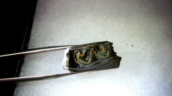 France Eocene Plagiolophus minor Mammal Tooth 9b | Fossils for Sale