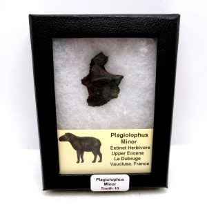 Plagiolophus Eocene Herbivore Fossil for Sale from France #10 (Plagiolophus minor)