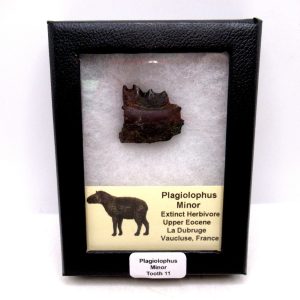 Plagiolophus Eocene Herbivore Fossil for Sale from France #11 (Plagiolophus minor)