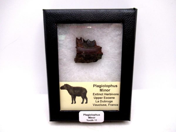 France Eocene Plagiolophus minor Mammal Tooth in Riker 11 | Fossils for Sale