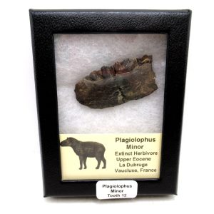 Plagiolophus Eocene Herbivore Fossil for Sale from France #12 (Plagiolophus minor)