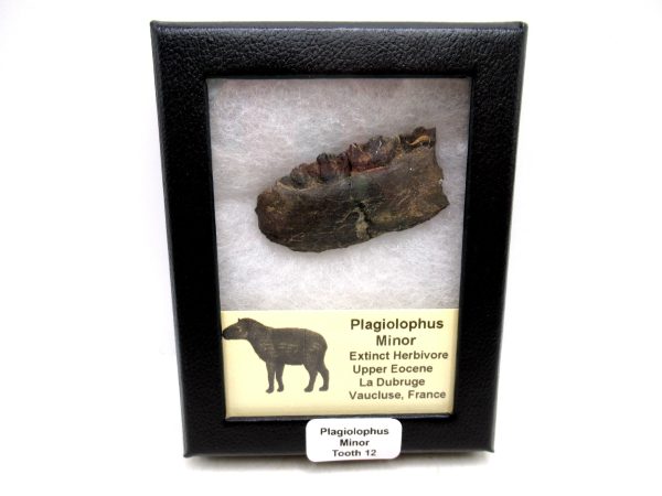 France Eocene Plagiolophus minor Mammal Tooth in Riker 12 | Fossils for Sale