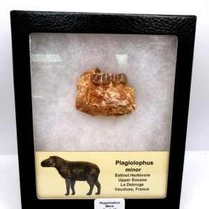 Plagiolophus Eocene Herbivore Fossil for Sale from France #13 (Plagiolophus minor)