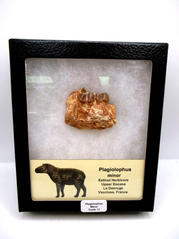 France Eocene Plagiolophus minor Mammal Tooth in Riker 13 | Fossils for Sale