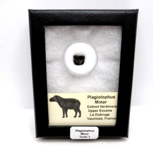 Plagiolophus Eocene Herbivore Fossil for Sale from France #3 (Plagiolophus minor)