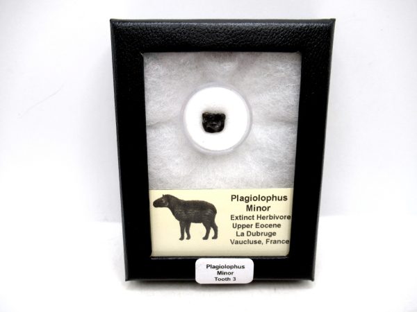 France Eocene Plagiolophus minor Mammal Tooth in Riker 3 | Fossils for Sale