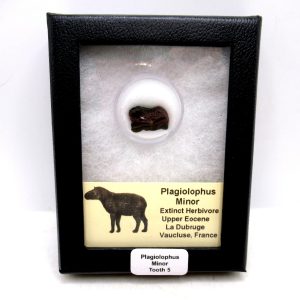 Plagiolophus Eocene Herbivore Fossil for Sale from France #5 (Plagiolophus minor)