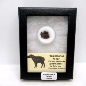 Plagiolophus Eocene Herbivore Fossil for Sale from France #6 (Plagiolophus minor)