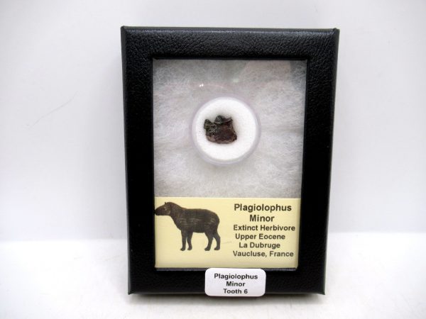 France Eocene Plagiolophus minor Mammal Tooth in Riker 6 | Fossils for Sale