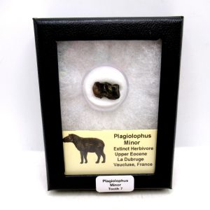 Plagiolophus Eocene Herbivore Fossil for Sale from France #7 (Plagiolophus minor)