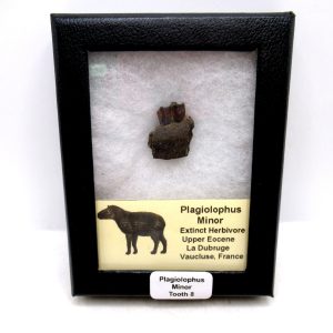 Plagiolophus Eocene Herbivore Fossil for Sale from France #8 (Plagiolophus minor)