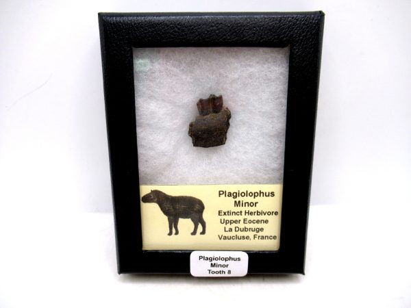 France Eocene Plagiolophus minor Mammal Tooth in Riker 8 | Fossils for Sale