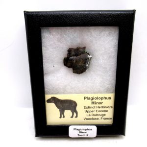 Plagiolophus Eocene Herbivore Fossil for Sale from France #9 (Plagiolophus minor)