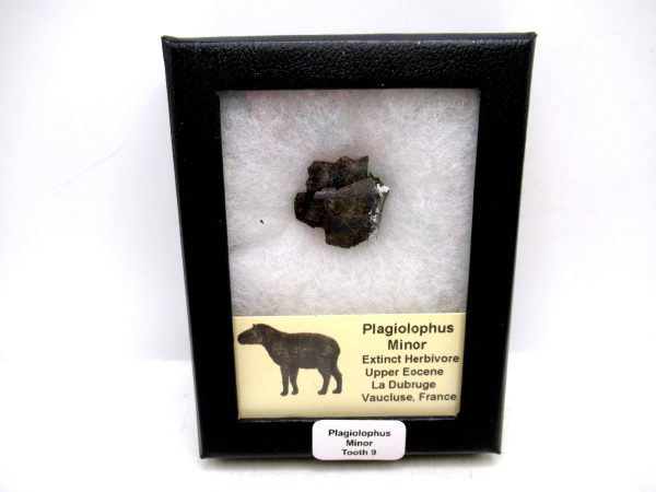 France Eocene Plagiolophus minor Mammal Tooth in Riker 9 | Fossils for Sale