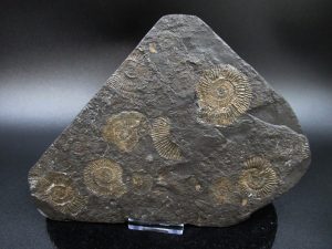 German-Jurassic-Holzmaden-Ammonite | Fossils for Sale Buy Fossil Holzmaden Fossils