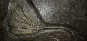 German-Jurassic-Holzmaden-Crinoid-Plate | Fossils for Sale Buy Fossil Holzmaden Fossils